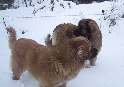 Leonberg