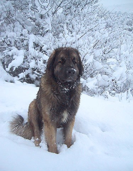 Léo