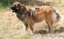 Léo