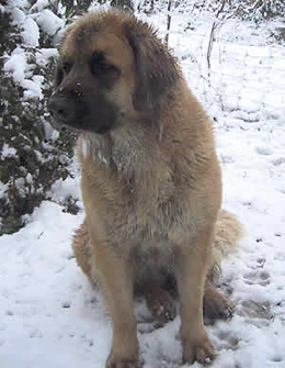 Léonberg